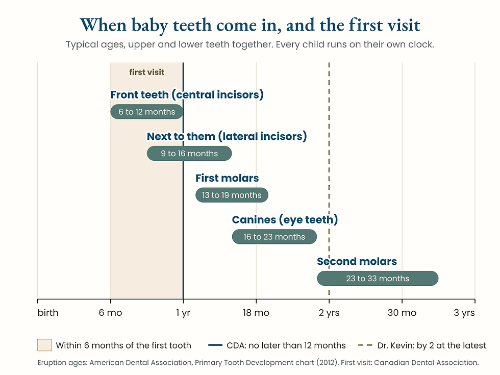 Timeline of when baby teeth come in, from the front teeth at 6 to 12 months to the second molars at 23 to 33 months, with the first dental visit marked within six months of the first tooth