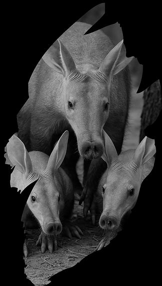 aardvarks (1).png