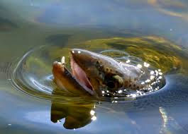 # 86 Dry Fly Floatant