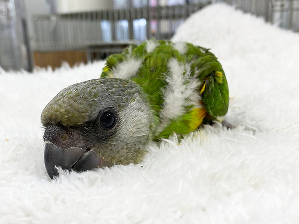 ネズミガシラハネナガインコ