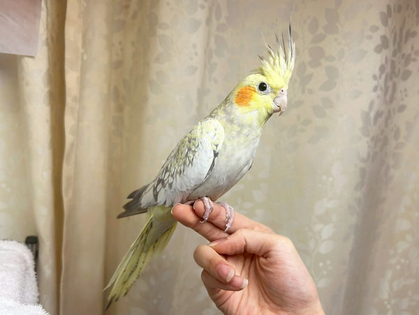 オカメインコ(シナモンパール)