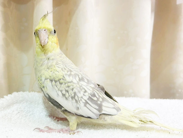 オカメインコ(シナモンパール)