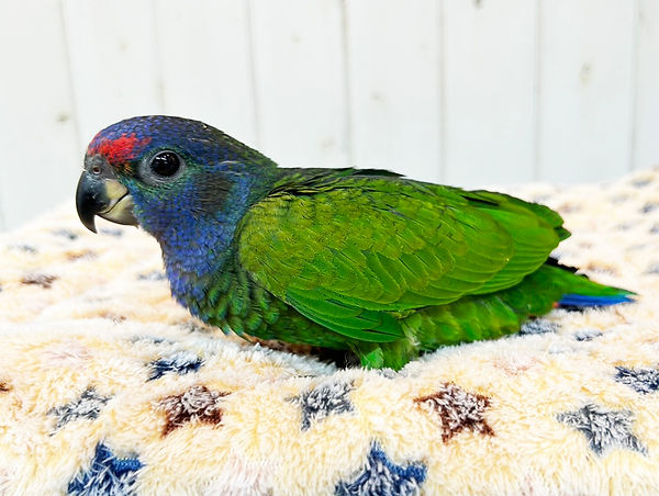 【SALE】アケボノインコ