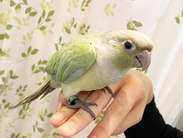ホオミドリアカオウロコインコ(ミント)