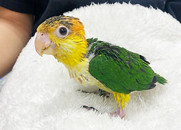 シロハラインコ