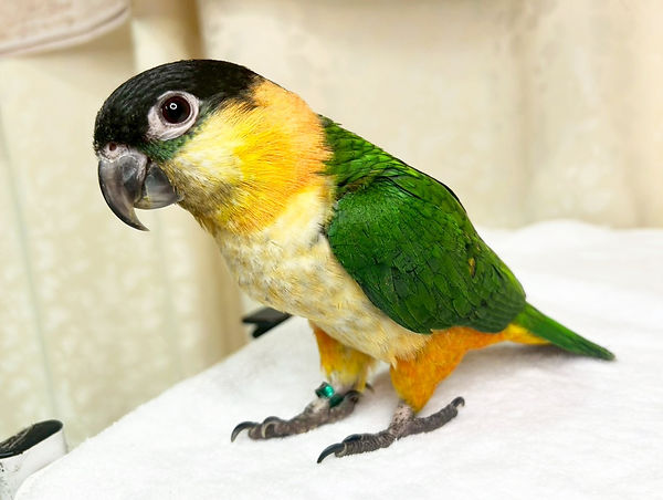 【ご成約済み】ズグロシロハラインコ