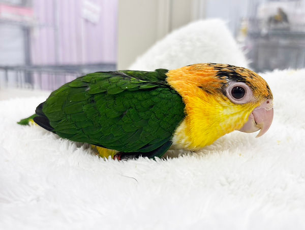 【SALE】シロハラインコ