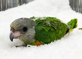 ネズミガシラハネナガインコ