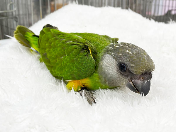 ネズミガシラハネナガインコ