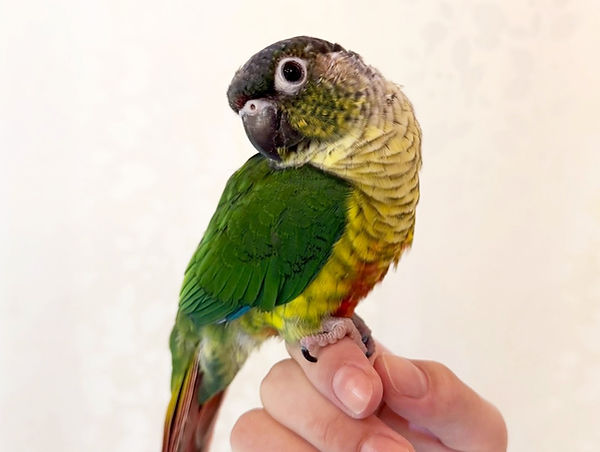 【ご成約済み】ワキコガネイロウロコインコ