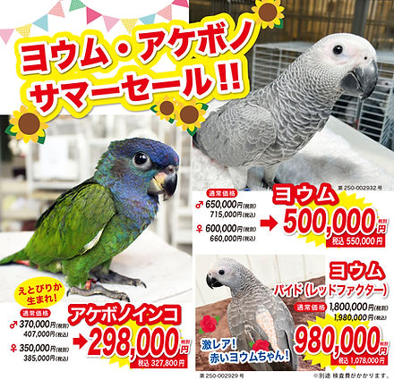 250703ヨウムアケボノサマーフェスnhp.jpg