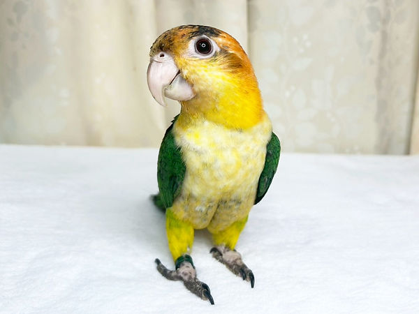 シロハラインコ