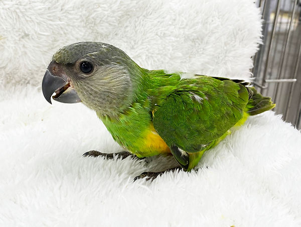 ネズミガシラハネナガインコ