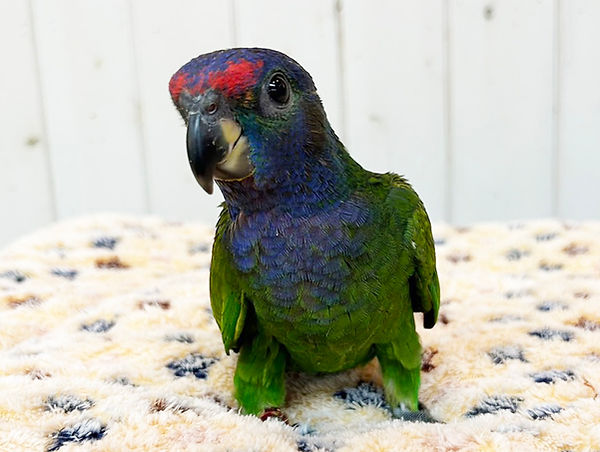 【SALE】アケボノインコ