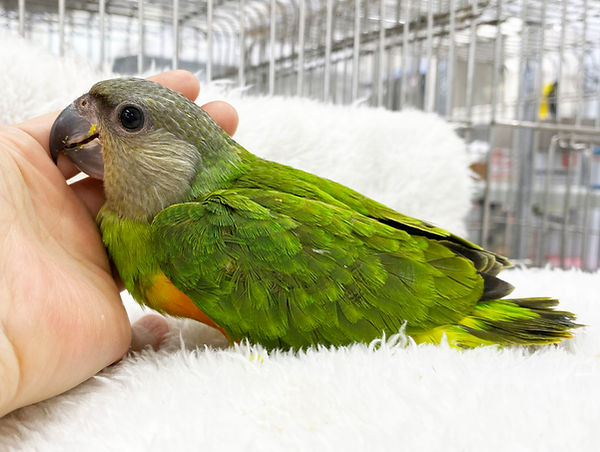 ネズミガシラハネナガインコ