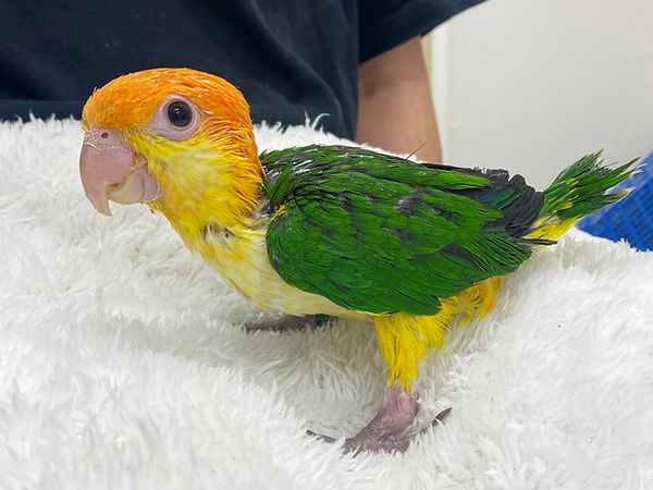 シロハラインコ