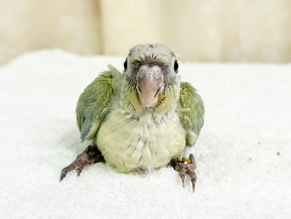 ホオミドリアカオウロコインコ ミント