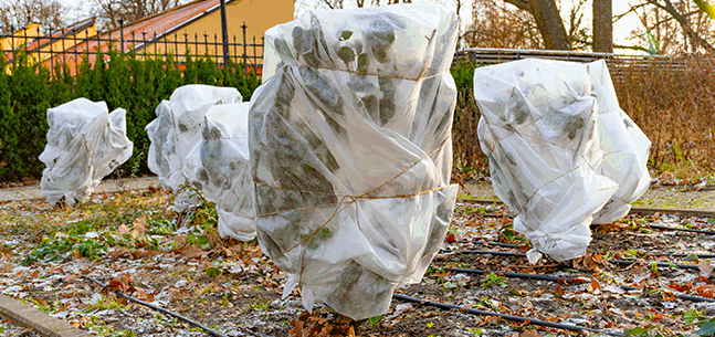 Protection hivernale végétaux.gif