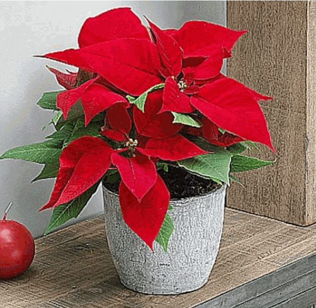 pointsettia.gif