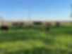 IMG_7056.jpeg
