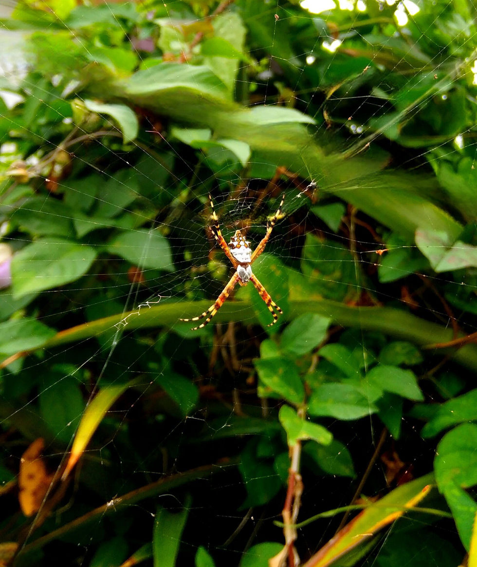 Araignée argiope argentata