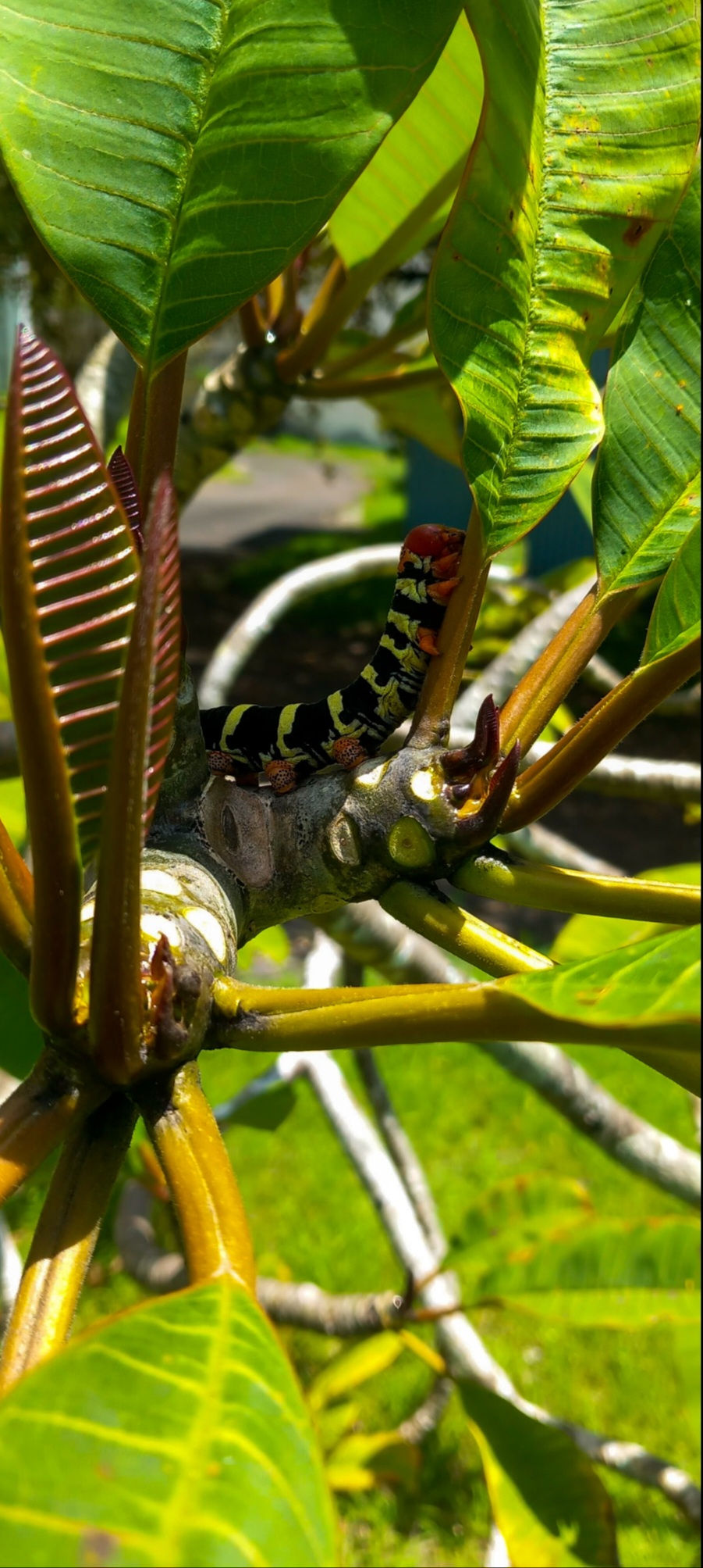 "Chenille Rasta " - Spinx du Frangipanier
