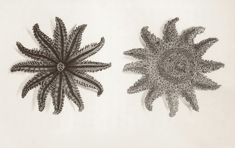 Antique drawing of starfish
