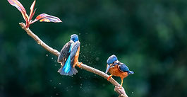 bird