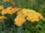 Achillea Terracotta