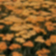 Thumbnail: Achillea Terracotta