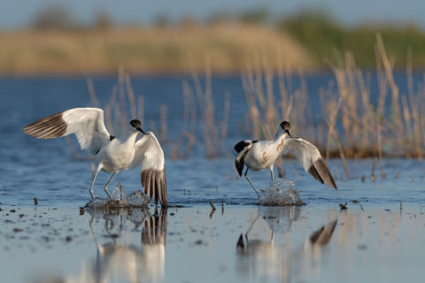 _DSC0496-NEF_DxO_DeepPRIME copy_edited.jpg