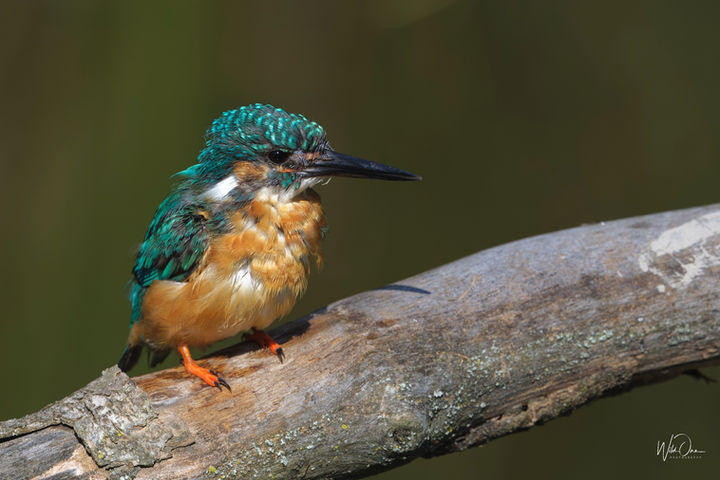 _DSC1650_DxO copy.jpg