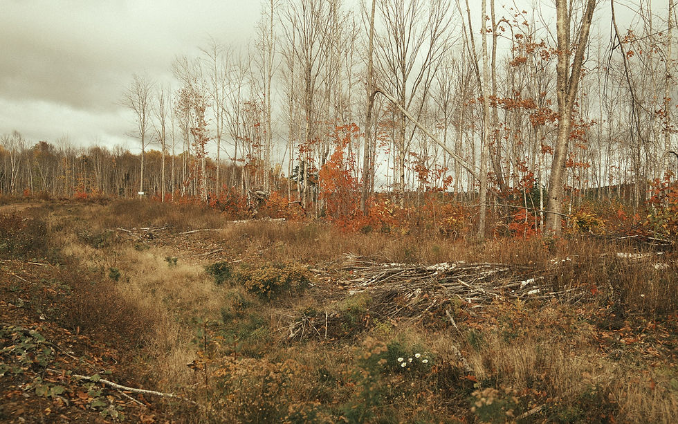 Quatrième vidéo d'une série - Nos forêts, un potentiel à révéler