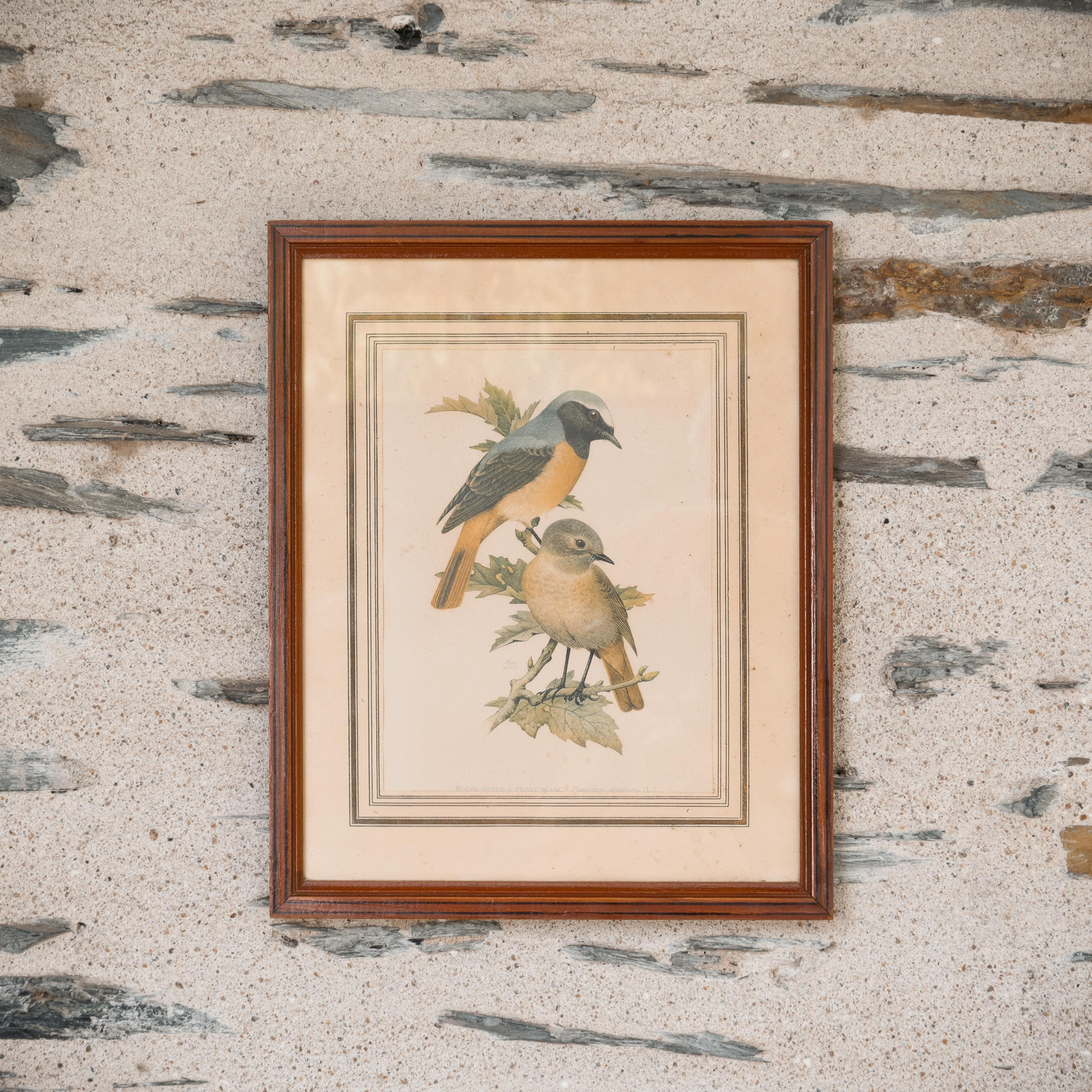 Illustration ornithologique ancienne de John Murr 1957 - gris groseille brocante en ligne