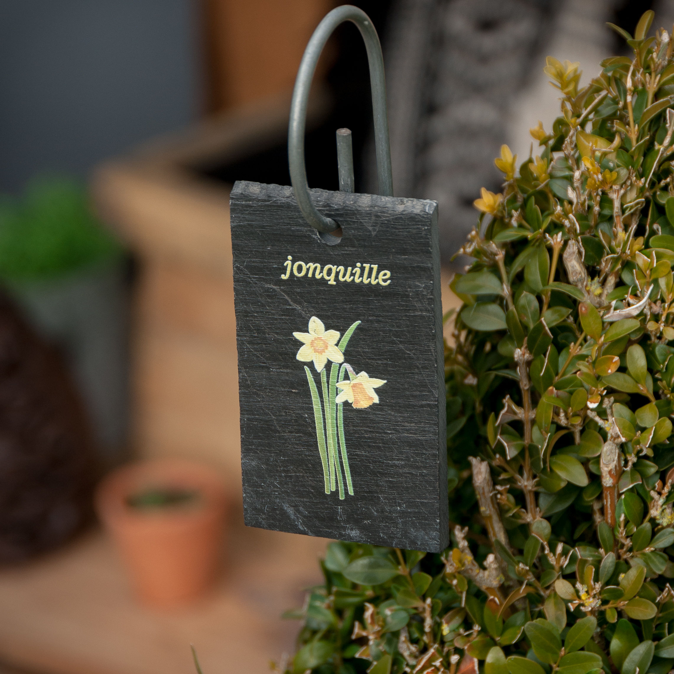 ARDOISE JONQUILLE SUR SON TUTEUR