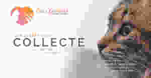 Collecte de nourriture et d'accessoires au profit de l'association Cat's Garfield, le 14 & 15 septembre 2019 à Gris Groseille.
