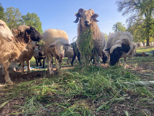 Sheep at Landrace Farms eating plants. 
