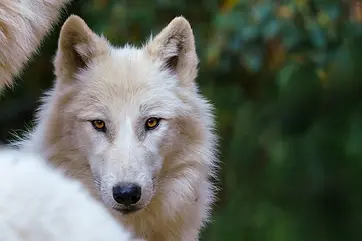 loup-arctique-canis-lupus-arctos-egalement-connu-sous-nom-loup-blanc-loup-polaire_641010-3