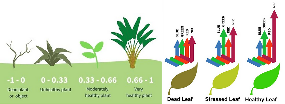 Different NDVI values based on the type of vegetation (left) due to their varying Solar Radiation reflectance properties (right). Source: GeoPard Agriculture and PhysicsOpenLab respectively