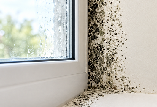 Example of mold near a window