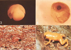 desenvolvimentobrachycephalusephippium_e