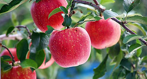 frutales.
