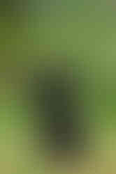 Fluffy cockerpoo holding stick in mouth