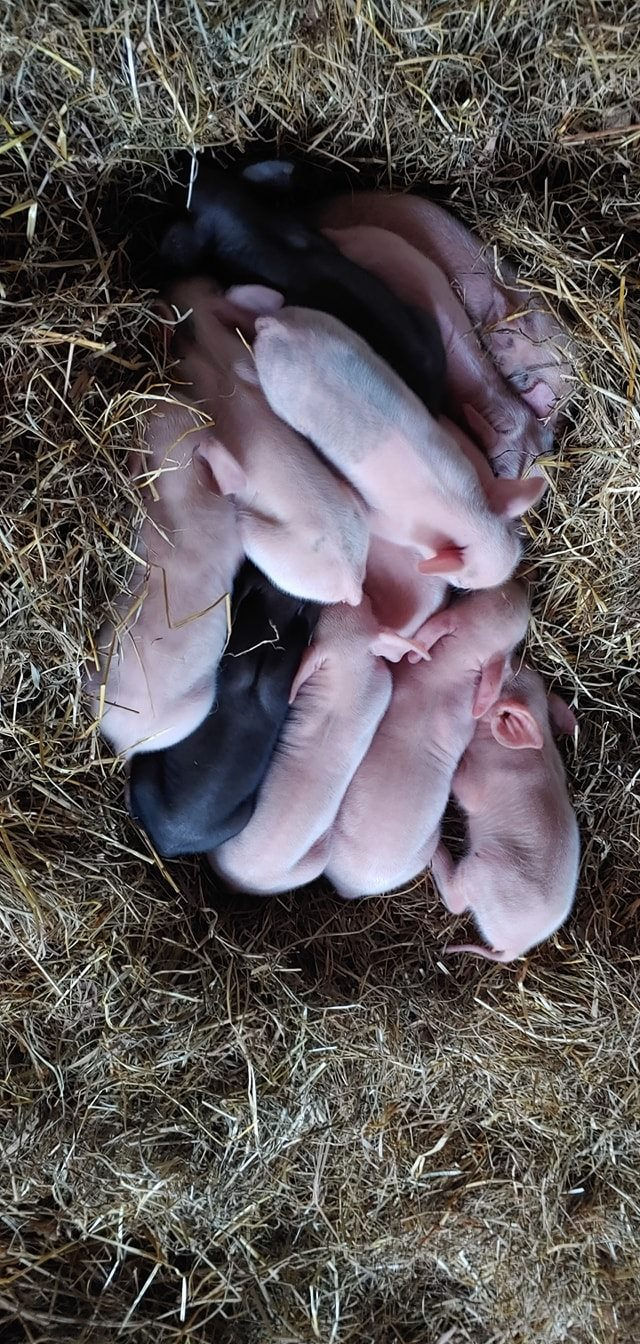 Newborn pink piglets on straw