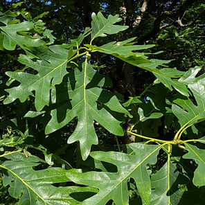 oak2.jpg