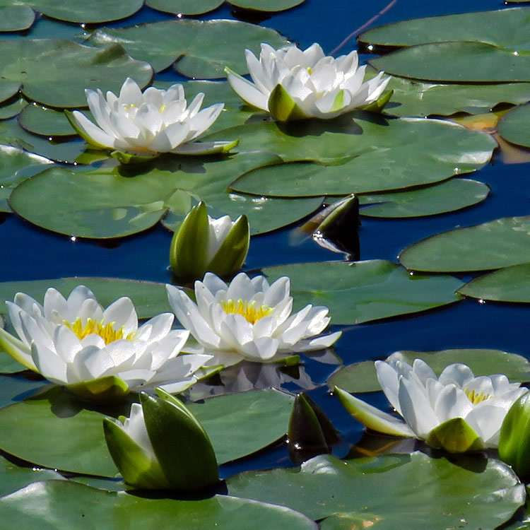 water-lily2.jpg