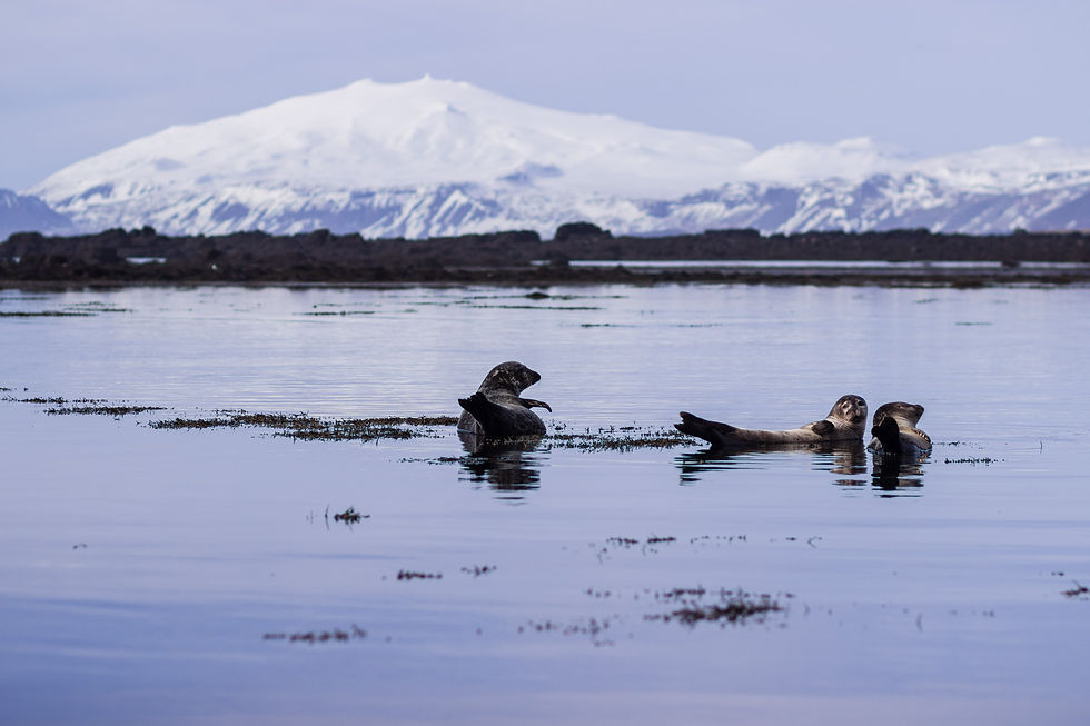 Three seals float in calm water with a snowy mountain in the background in Iceland.