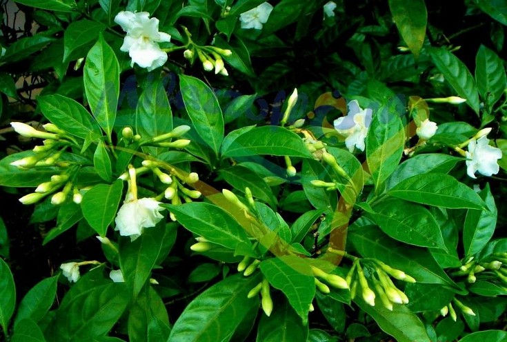 What Plant Is Conolidine In?