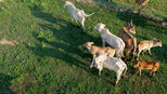 DJI_0575.jpg