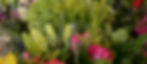 DSC_7246_edited.jpg